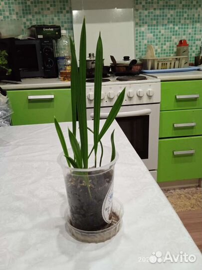 Финиковая пальма