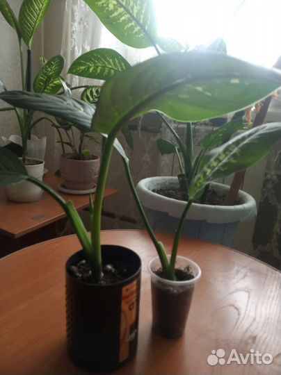 Диффенбахия 