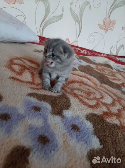 Британская