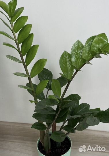 Замиокулькас