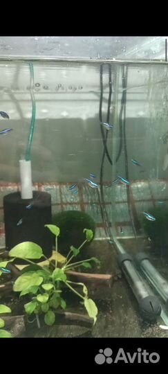 Аквариумные рыбки