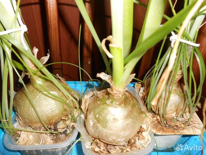 Лечебное растение - Индийский лук
