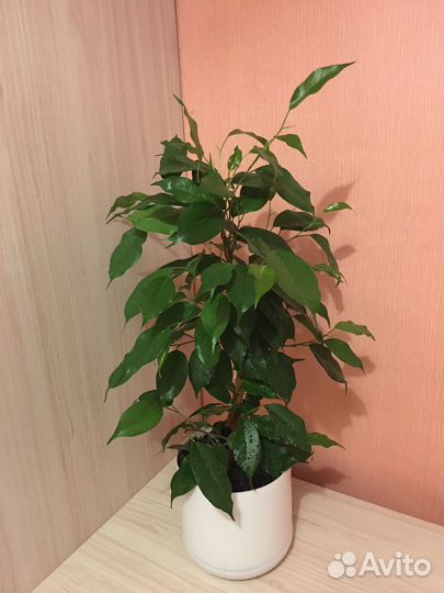 Фикус бенджамина Даниэль