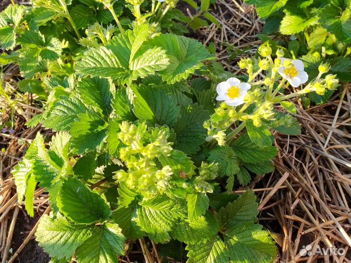 Рассада клубники. Малина ремонтантная