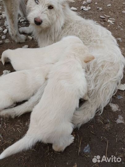 Спасти щенков