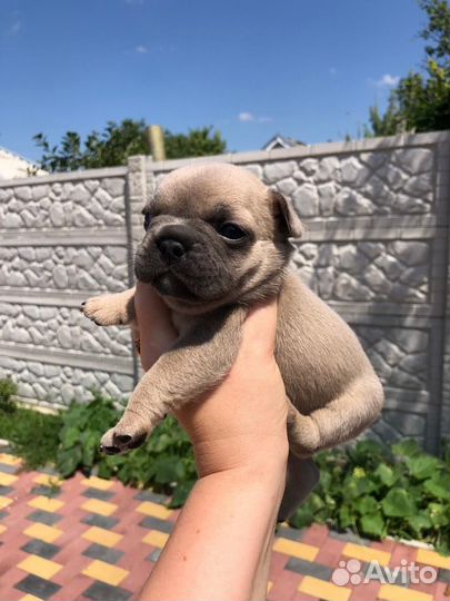 Французский бульдог щенки