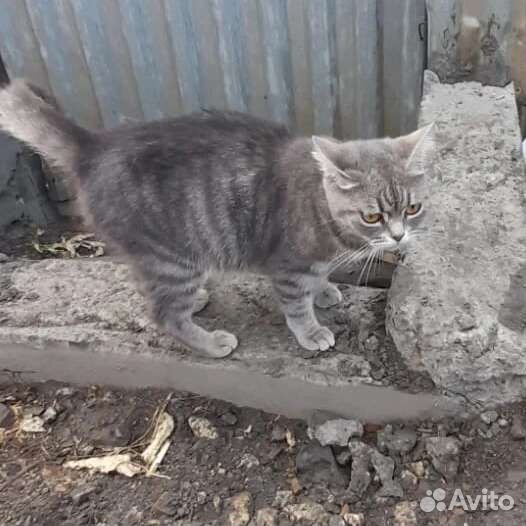 Домашние кошки живут на улице. Заберите их домой