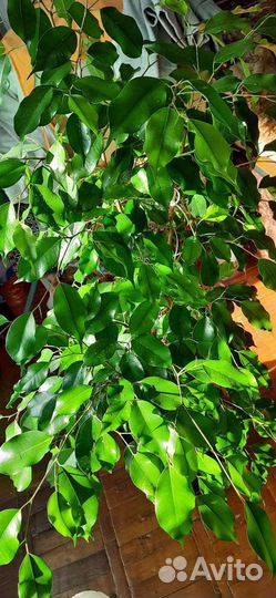 Бенжамин - великолепный