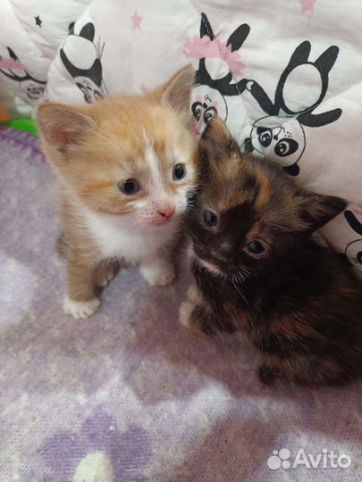Котята в добрые руки 1 месяц