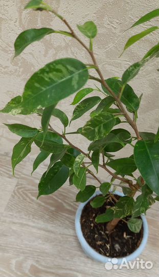 Сортовые фикусы