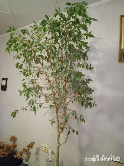 Фикус бенджамина пестролистный