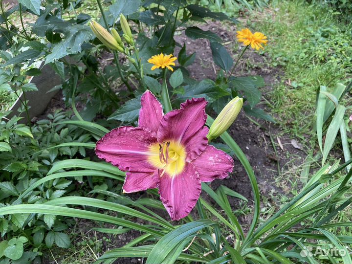 Ирисы,лилейники,ромашки и другие многолетники