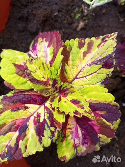 Садовые вазоны с Колеусами