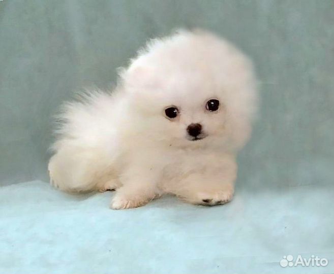 Шпицы девочки мини 3 мес