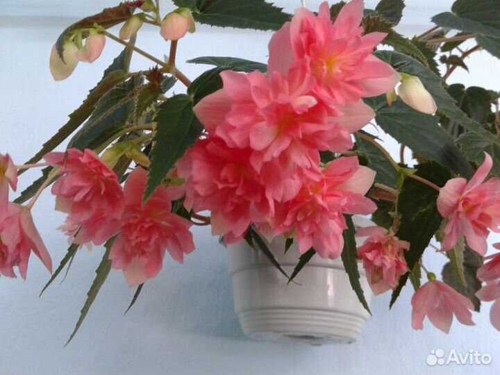 Бегония Беллекония