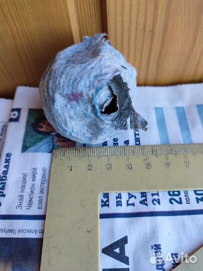 Осиное гнездо