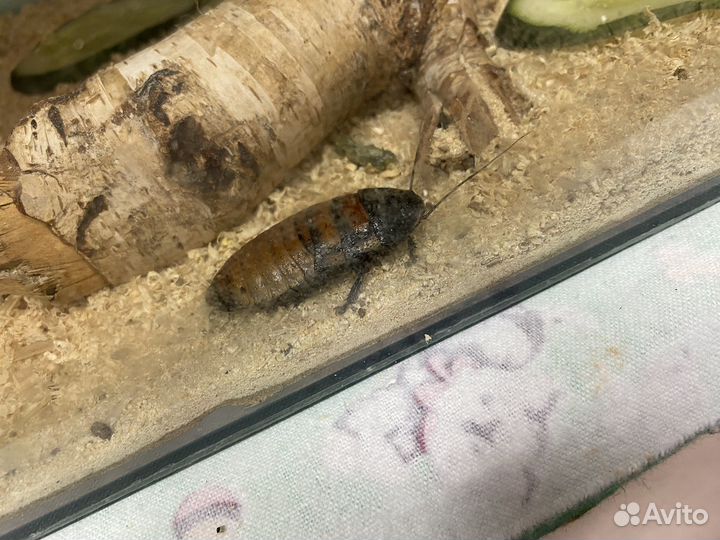 Мадагаскарский шипящий таракан