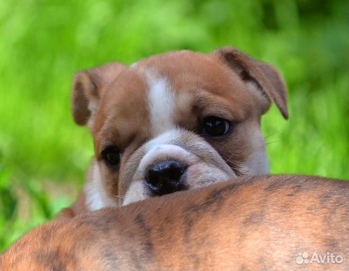 Щенок девочка английского бульдога