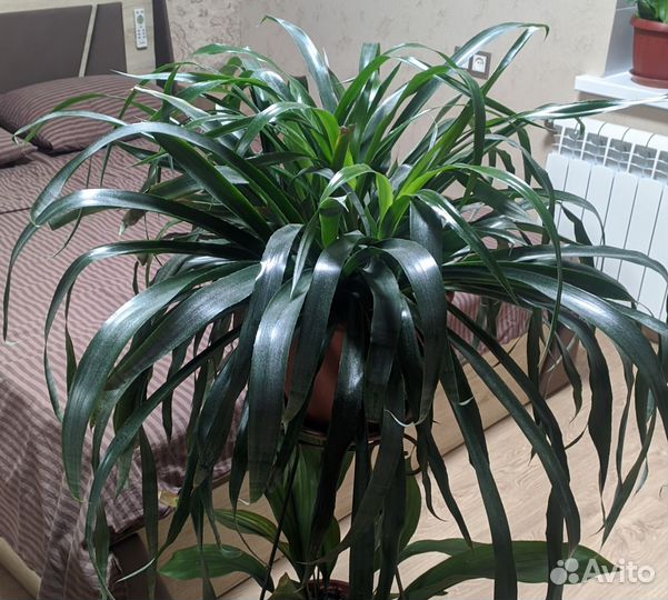 Бильбергия