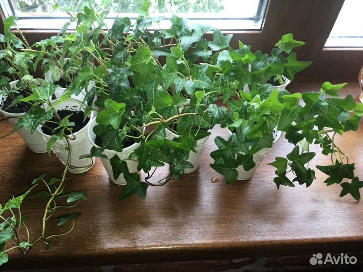 Комнатные растения цветы