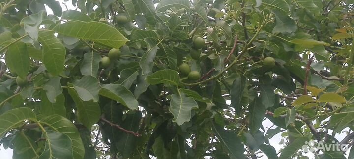 Грецкий орех саженцы