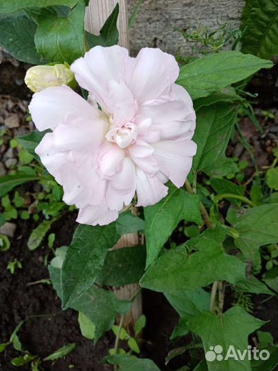 Калистегия французская роза