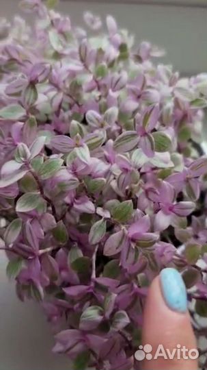 Традесканция каллизия (Розовая Пантера) и Зебрина