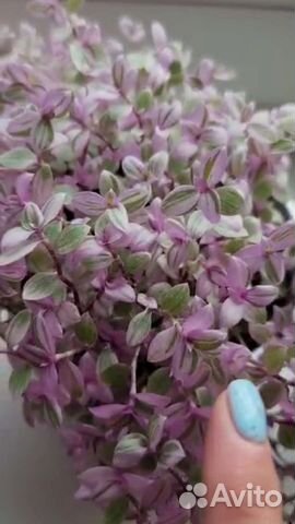 Традесканция каллизия (Розовая Пантера) и Зебрина