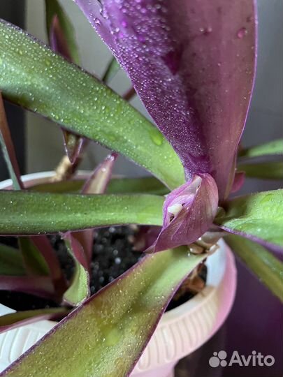 Традесканция рео