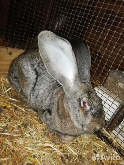 Кролики породы фландр