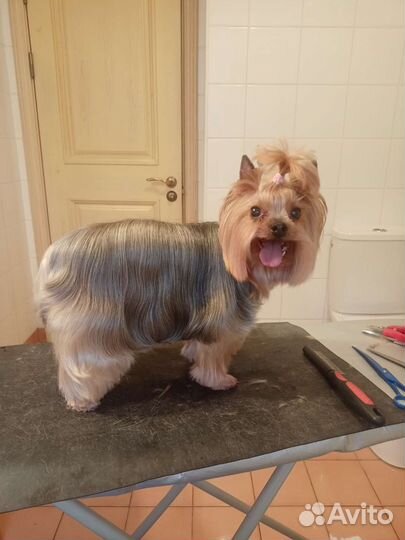 Стрижка собак, кошек у вас дома (любой адрес)