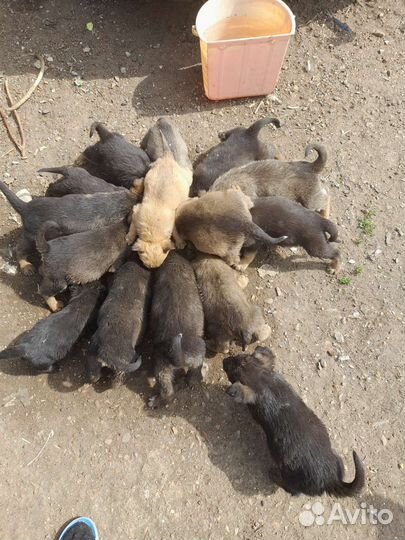 В добрые рукищенки метисы немецкой овчарки