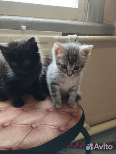 Коты и кошка