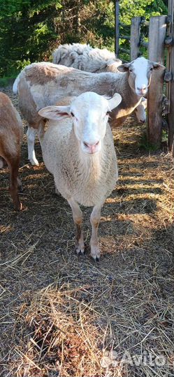 Катумские бараны