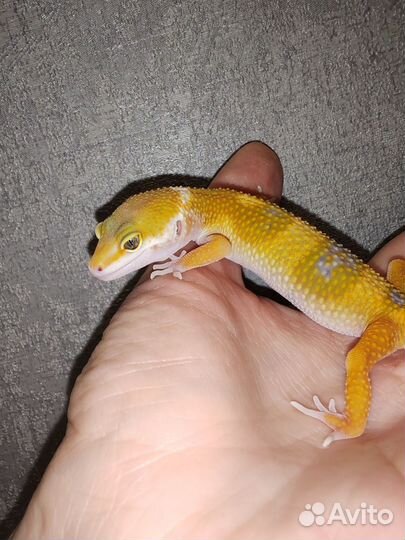 Геккон эублефар