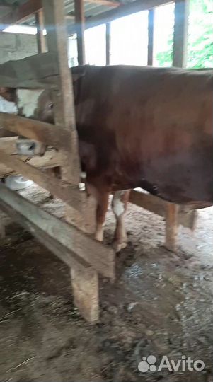 Продаётся два бычка за обоих 300т