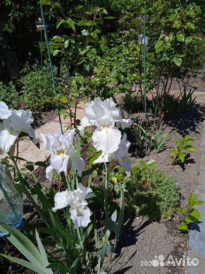 Растения для сада