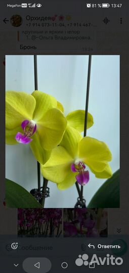 Орхидея фаленопсис