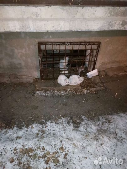 Котята много мерзнут