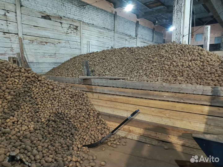 Продам картофель оптом