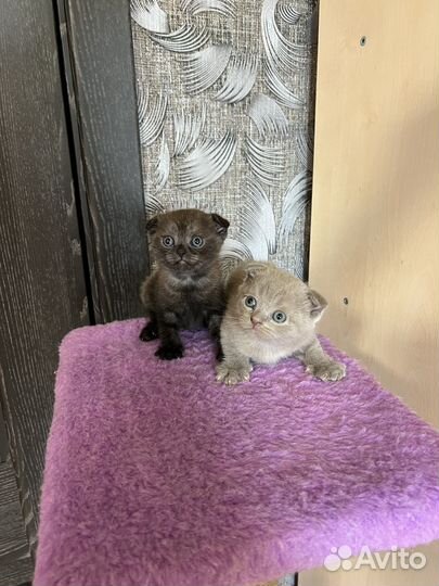 Шотландские котята
