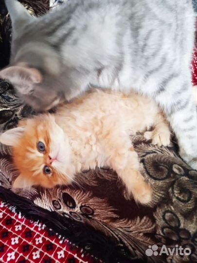 Британские котята