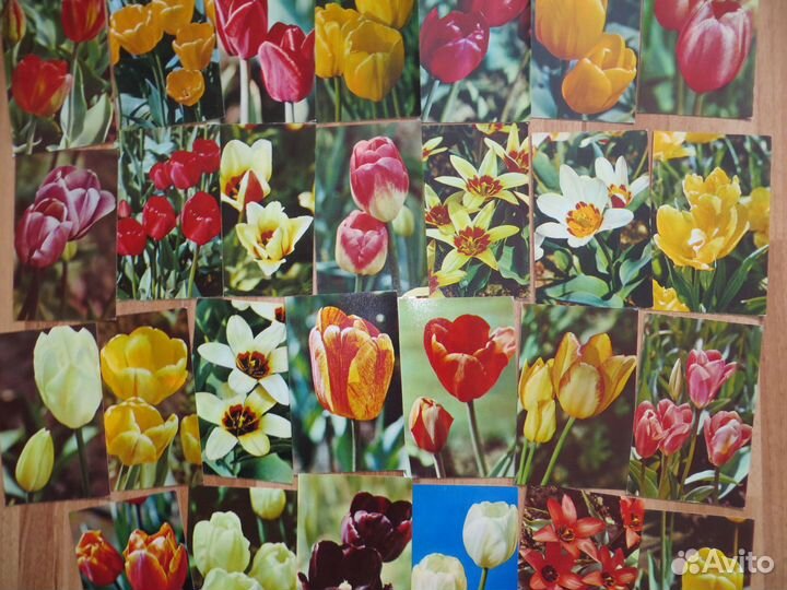 Наборы открыток СССР Цветы Животные Рецепты