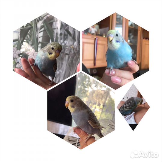 Волнистый попугай