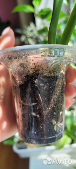 Монстера манки