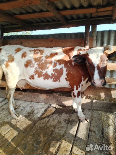 Корова стельная дойная