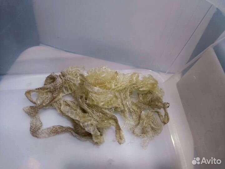 Кожа питона