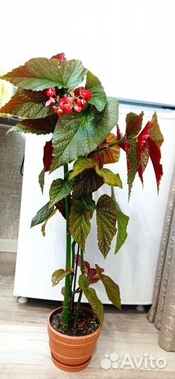 Бегония крапчатая