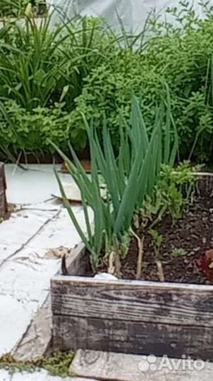 Лук Слизун Многоярусный Мята/мелисса лимонная