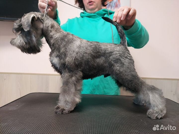 Цвергшнауцер